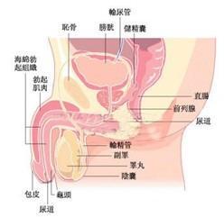 阴蒂勃起图片,探索阴蒂勃起的神秘之美